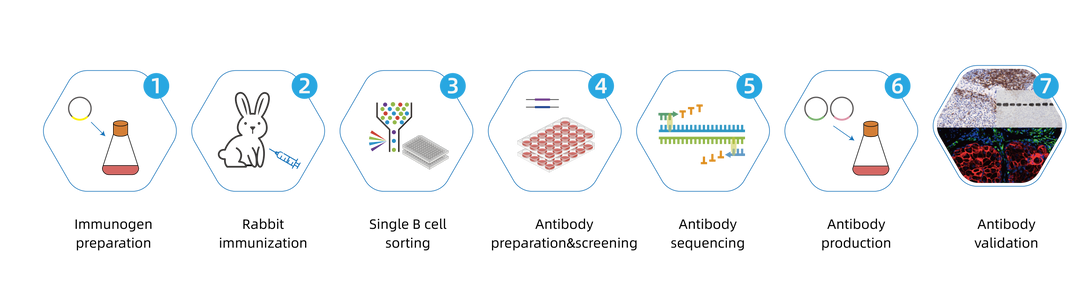 Rabbit monoclonal antibody service workflow