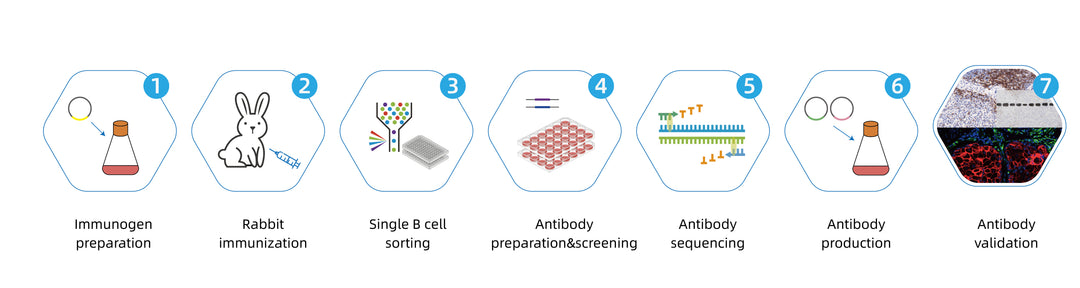Antibody Development Workflow