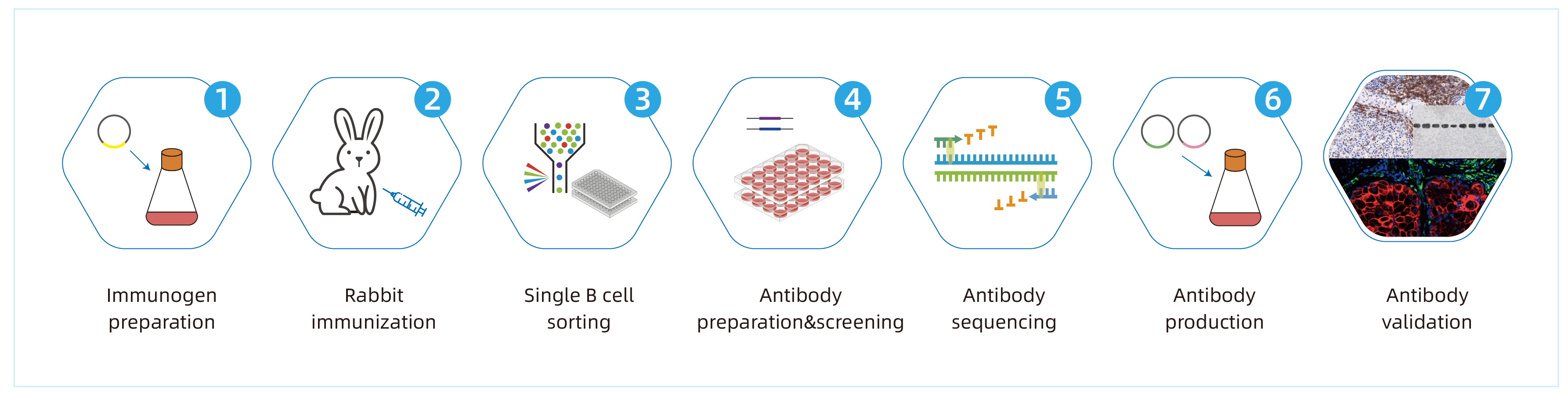 Recombinant Rabbit Monoclonal Antibody & Recombinant Mouse Monoclonal Antibody