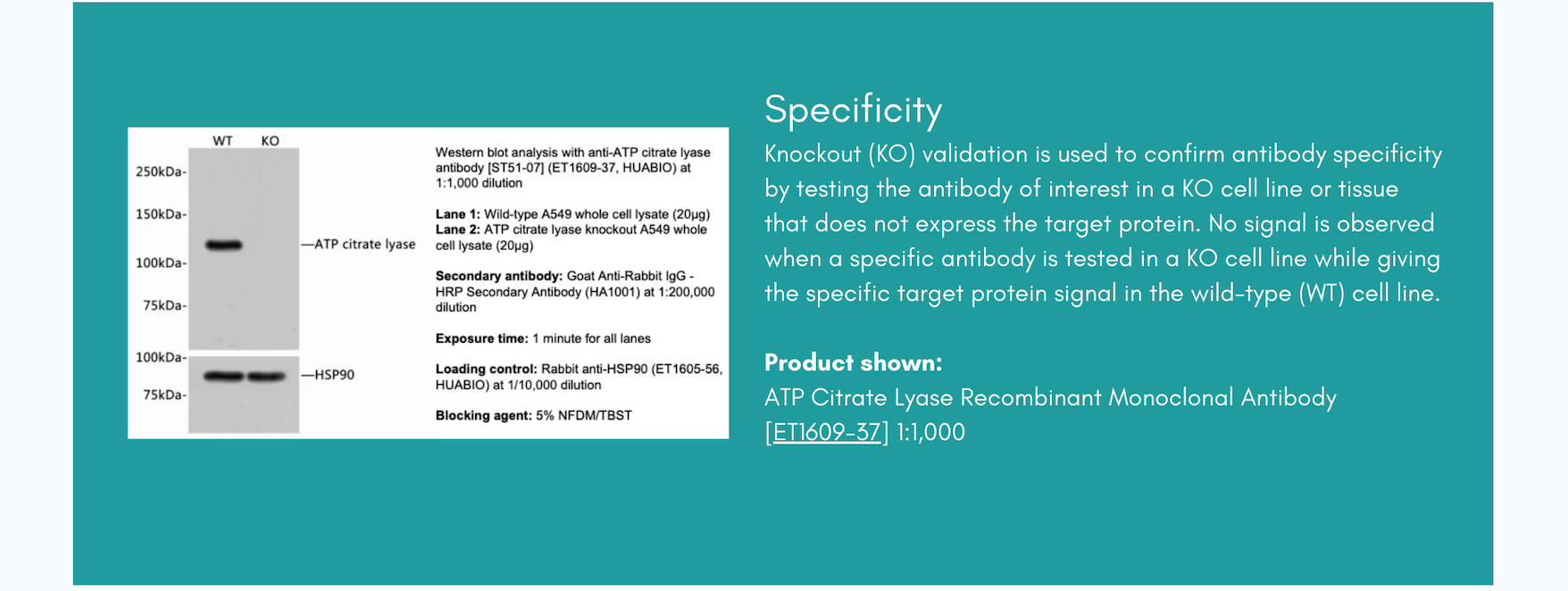 HUABIO Antibody Specificity Data Panel — Knockout validation of ATP Citrate Lyase Recombinant Monoclonal Antibody