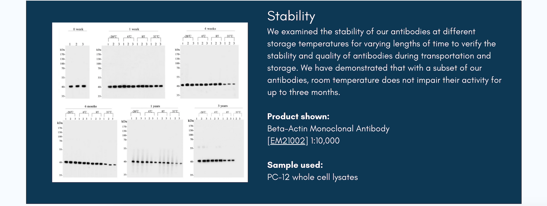 HUABIO Antibody Stability Data Panel — Beta-Actin Monoclonal Antibody stability at different storage temperatures